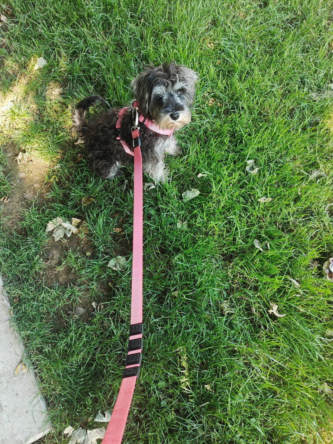 Customer photo review of City Leash Traffic Grip