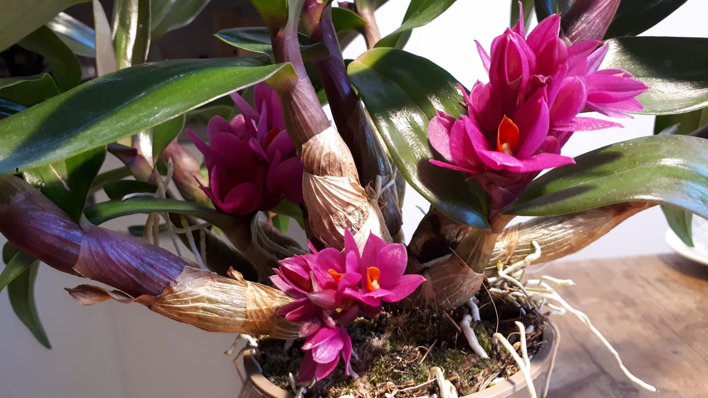 Customer photo review of Dendrobium Hibiki mit pinken Blüten