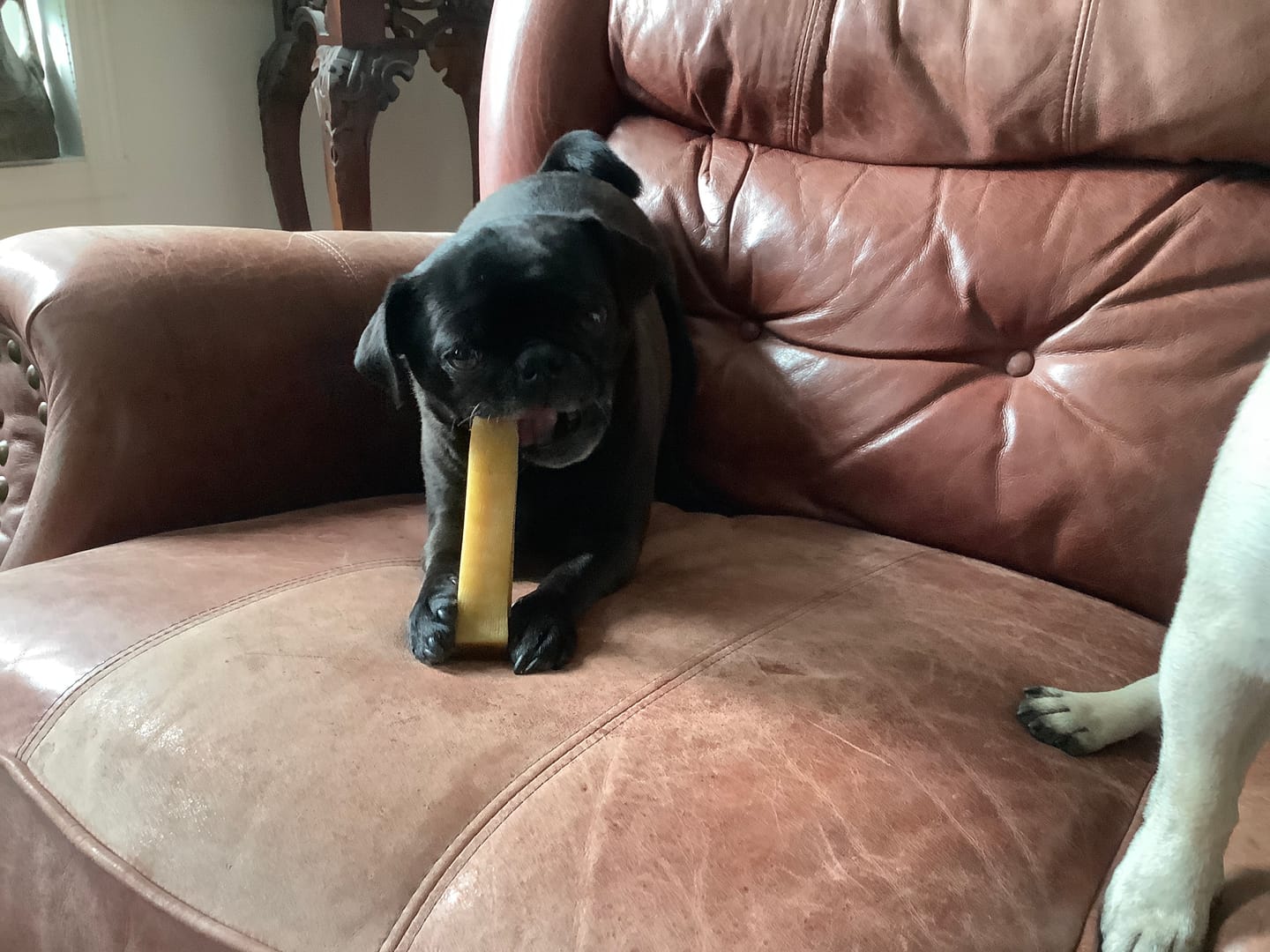 Customer photo review of Himalayan Yak Chew Flavour Pack