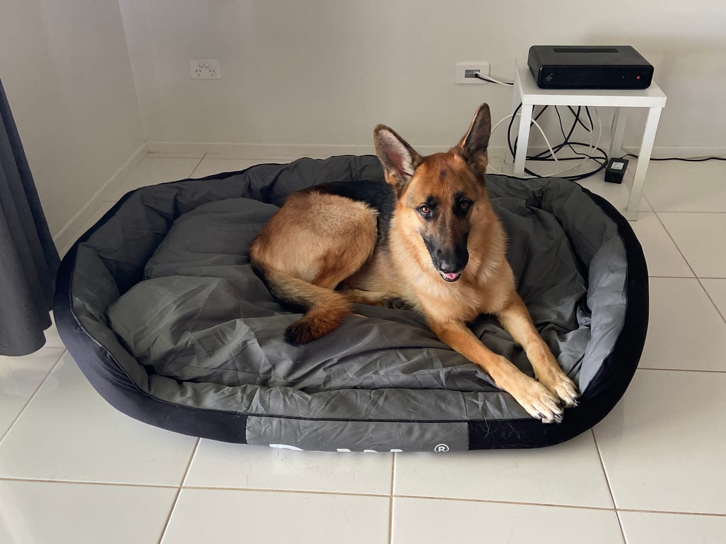 Customer photo review of Outdoor Waterproof Heavy Duty Dog Bed