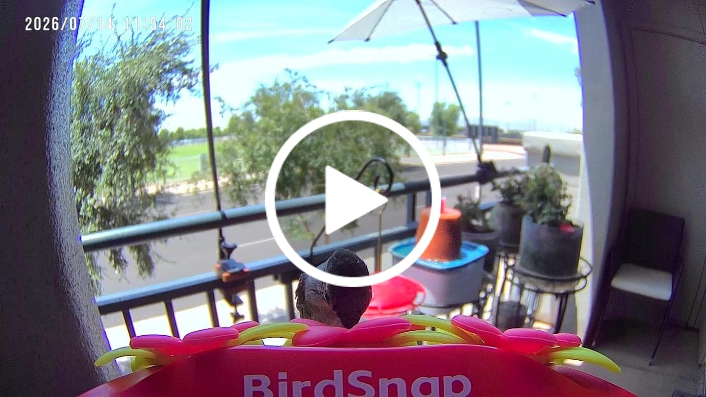 Customer video review of Smart Solar Hummingbird Feeder with HD Camera