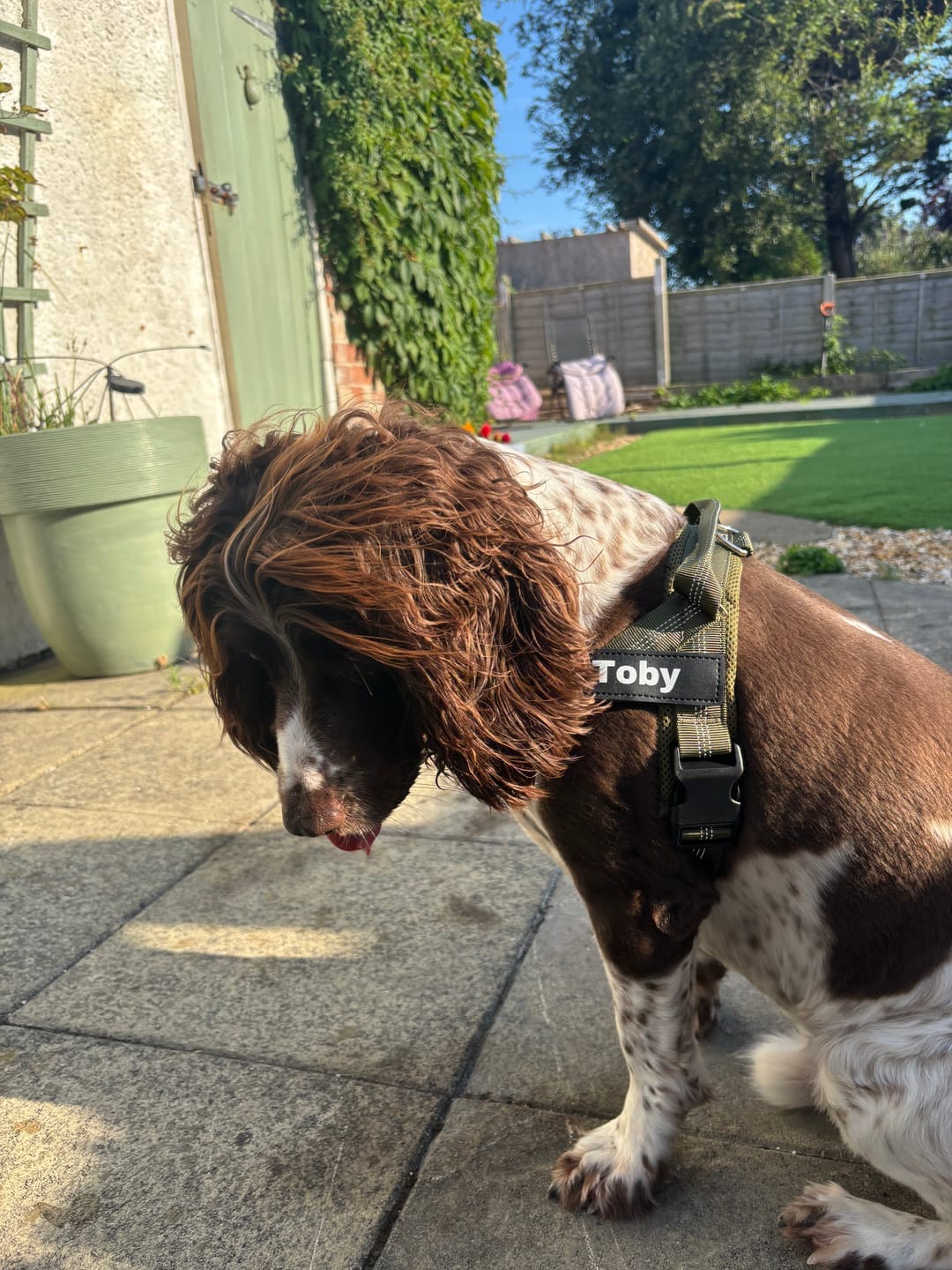 Customer photo review of MellowPurr Çekiş Önleyici Köpek Göğüs Tasması | Ön Klipsli Kontrol