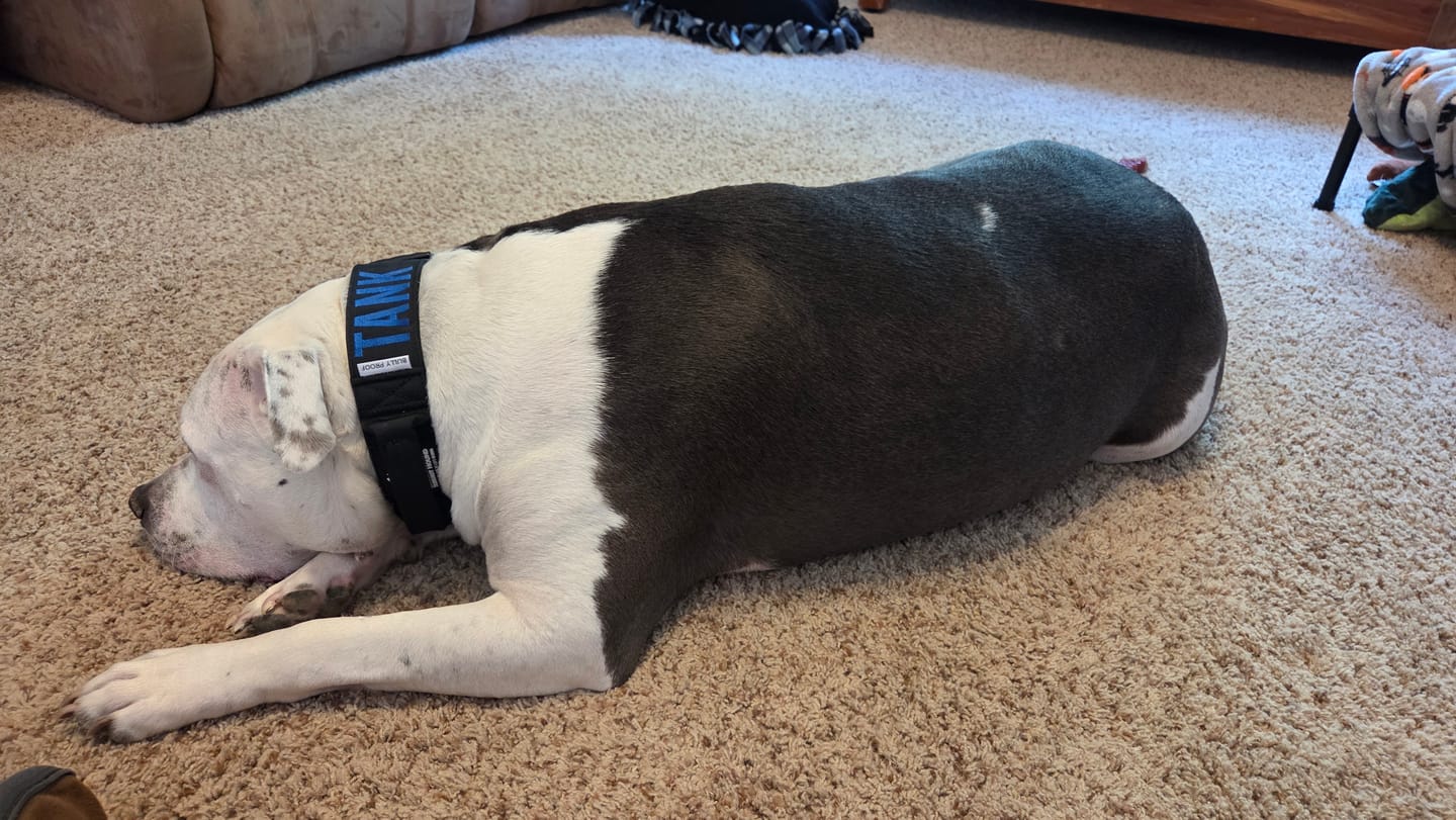 Customer photo review of Bully Proof Collar