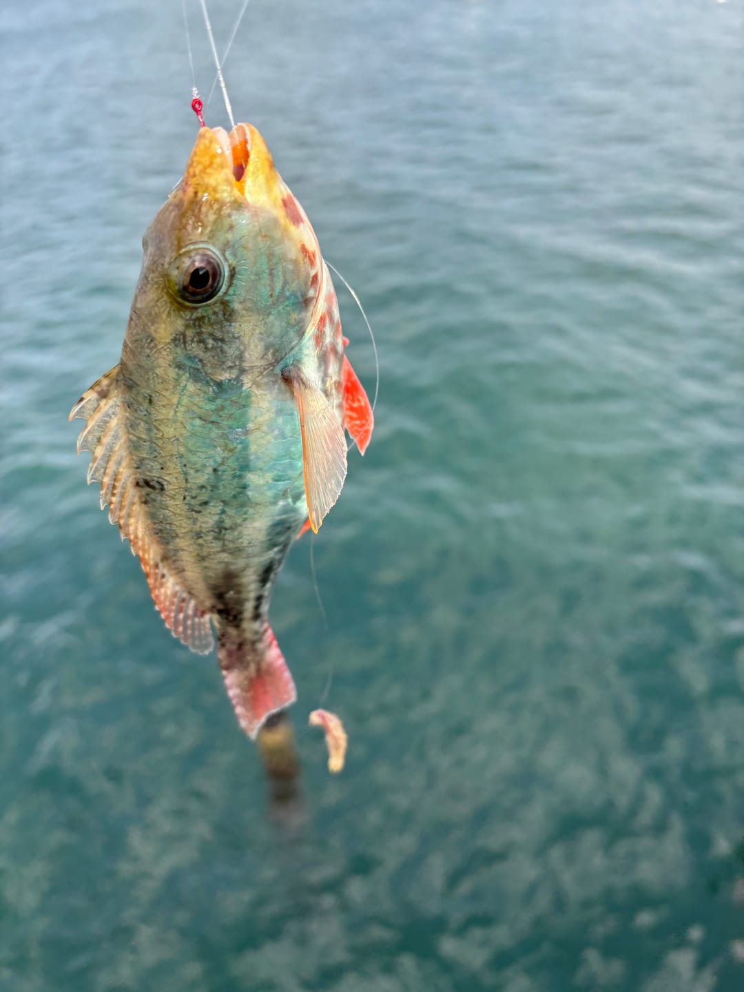 Customer photo review of Dried Lug Worms Surf Bait (3 Pack) FREE Shipping