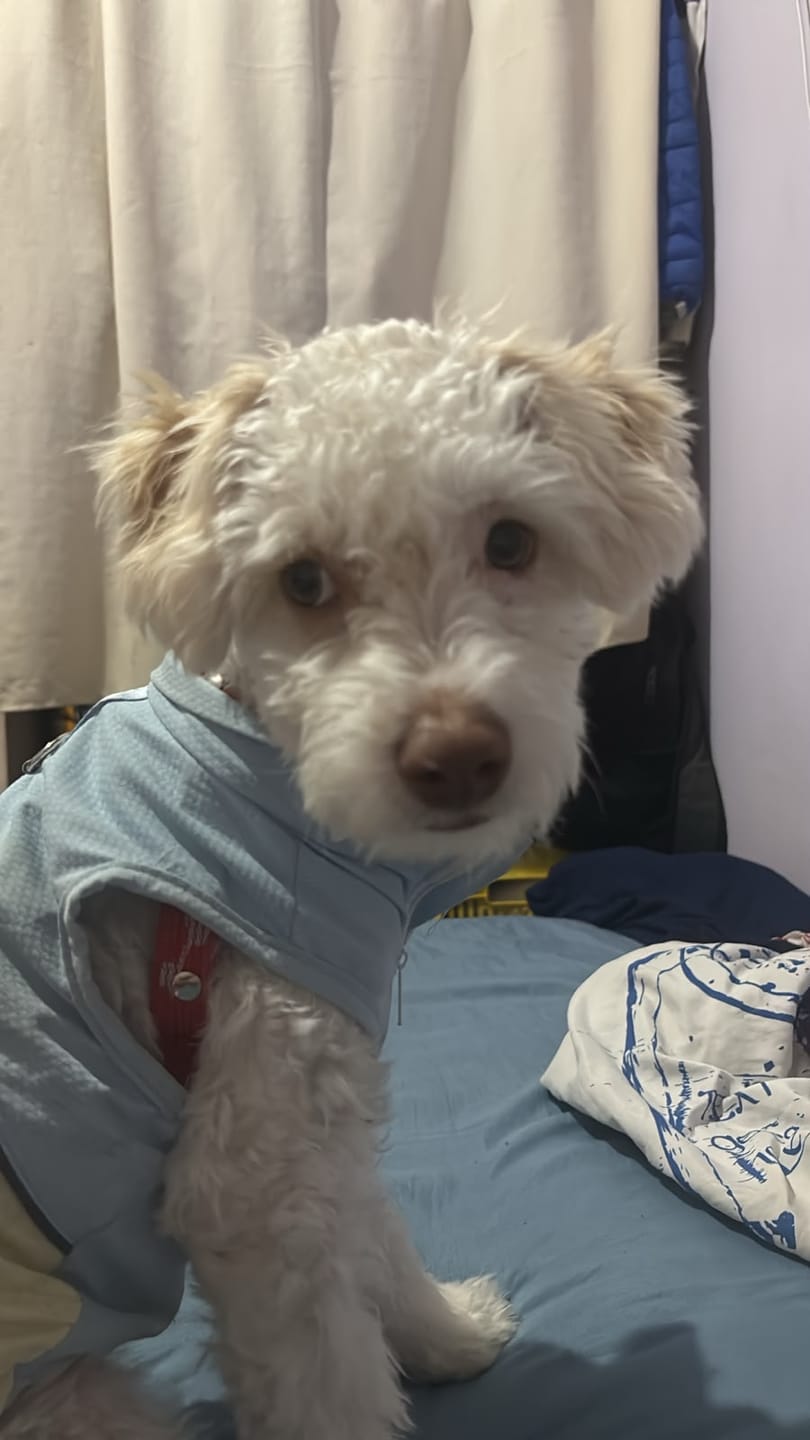 Customer photo review of CT4451 Pieza De Ropa De Verano Para Mascota