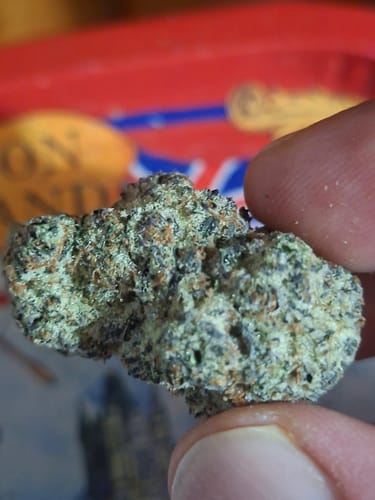 Close-up from a customer showing a dense, frosty Gary Payton THCA bud.