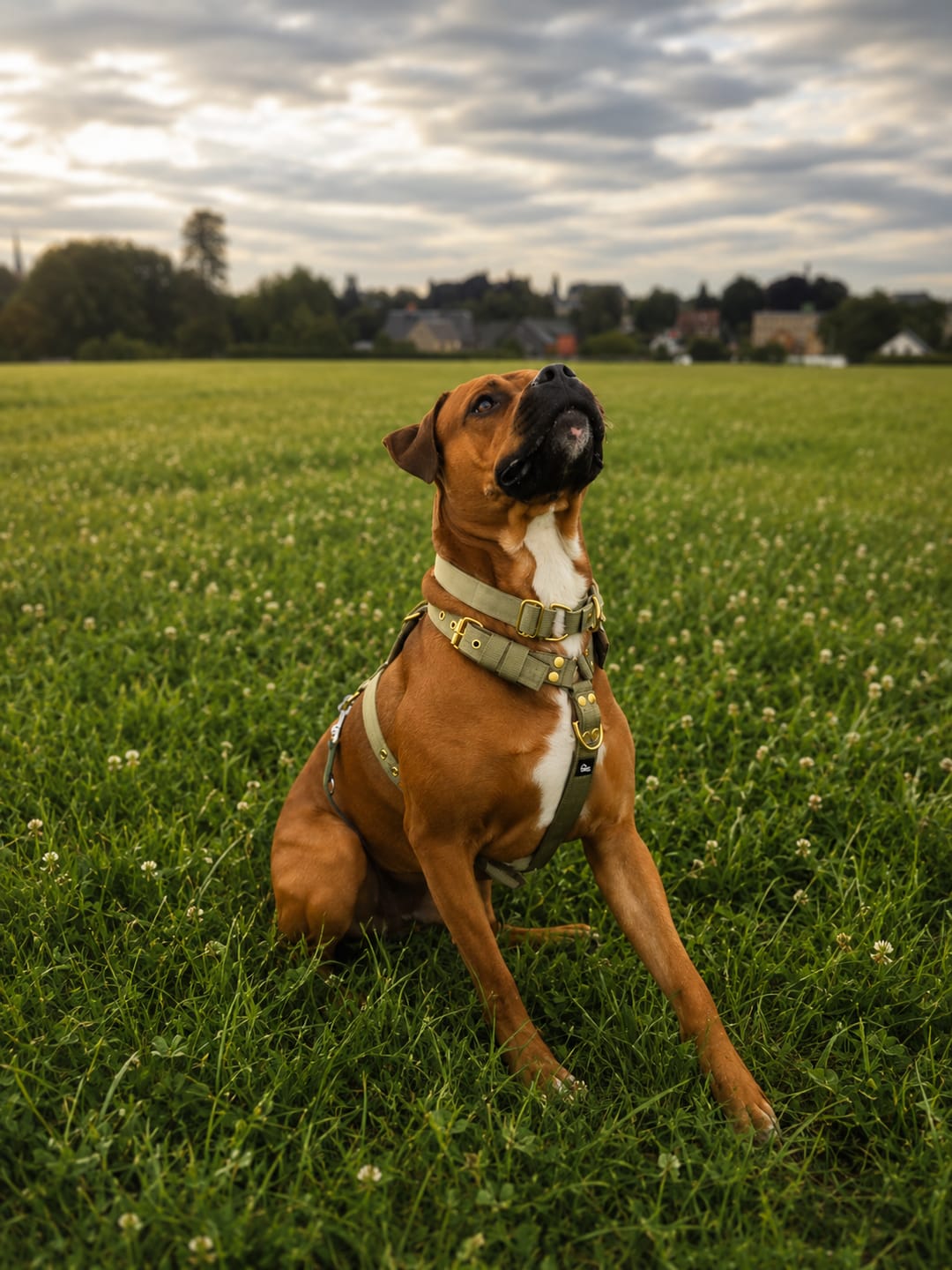 Customer photo review of Easy Walk Golden Olive Green - Sele med handtag