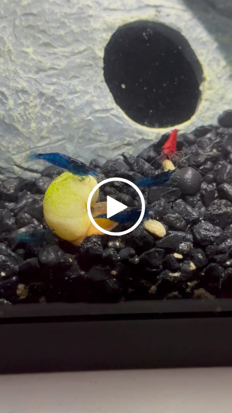 Customer video review of Fire Red Cherry Shrimp