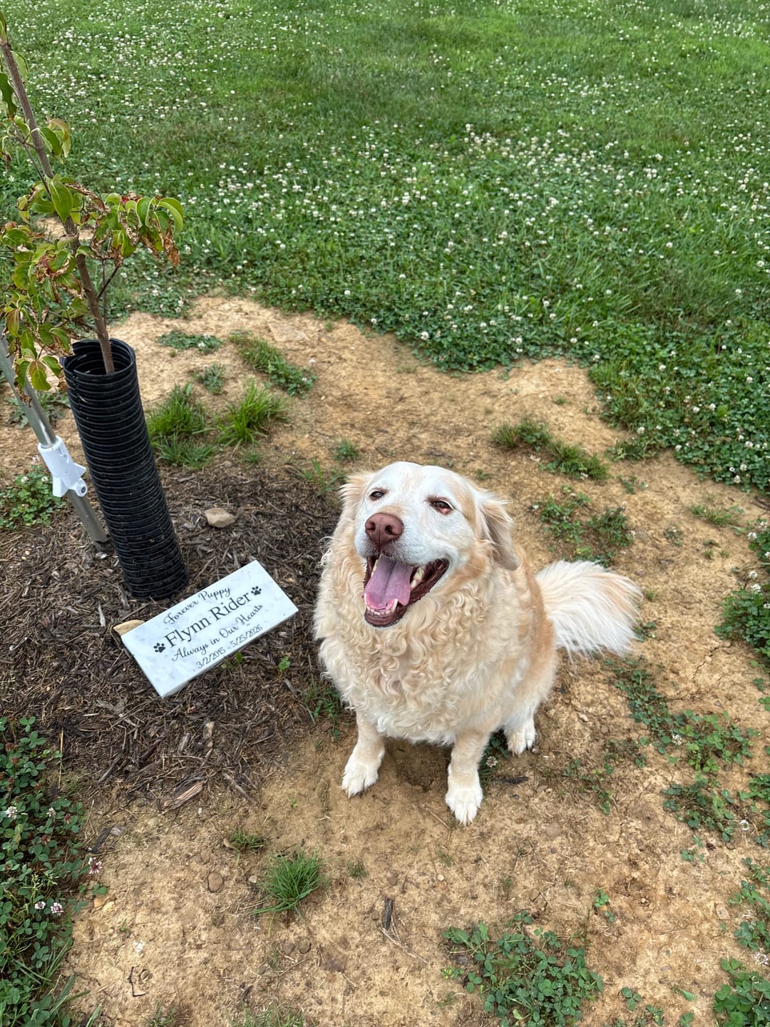 Customer photo review of Grave Marker, Pet headstones, Custom Outdoor Engraved Pet Stone In Loving Memory