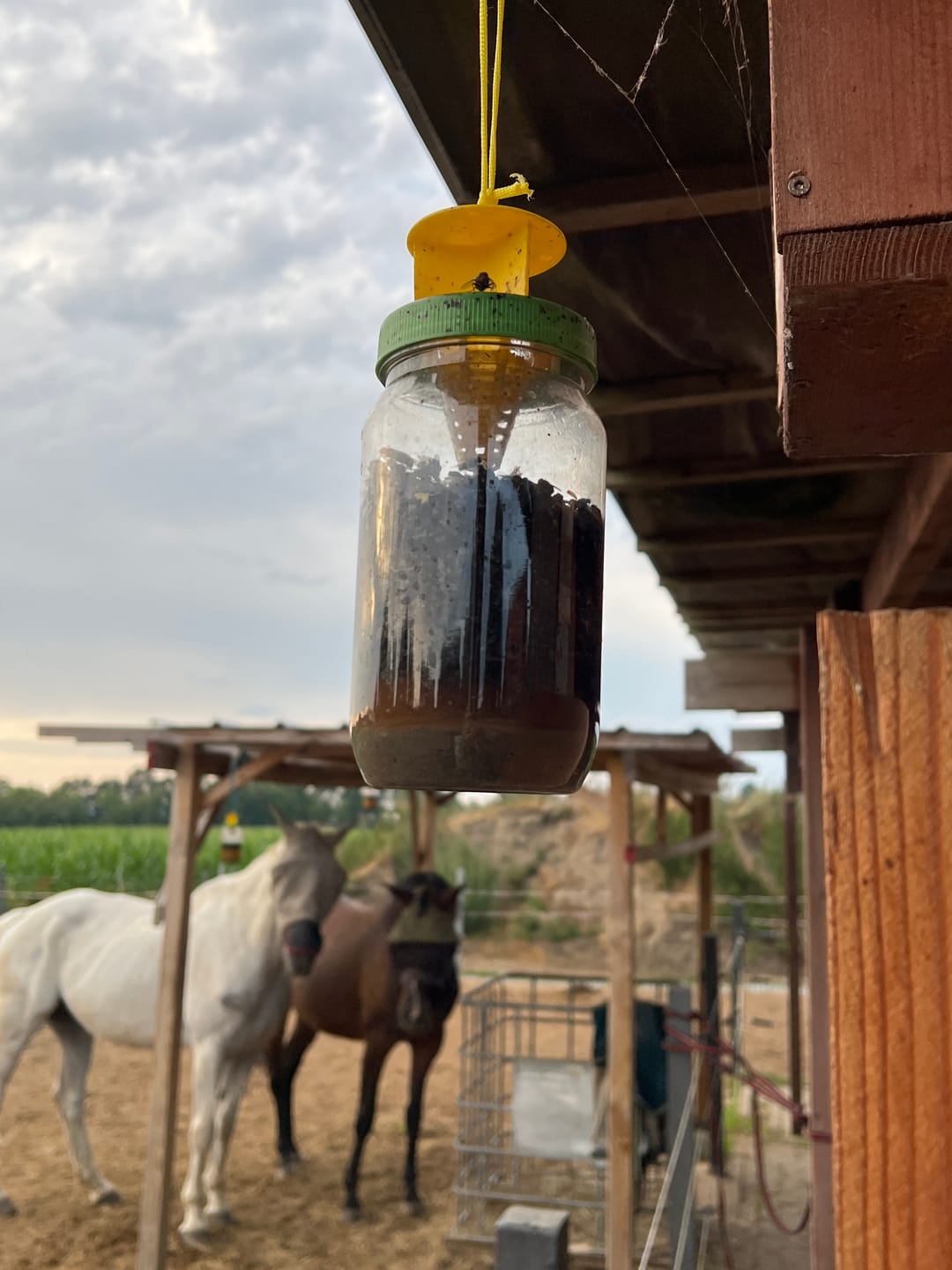 Customer photo review of HorseSafe LiquidTrap – Schluss mit Fliegenstress auf deinem Hof