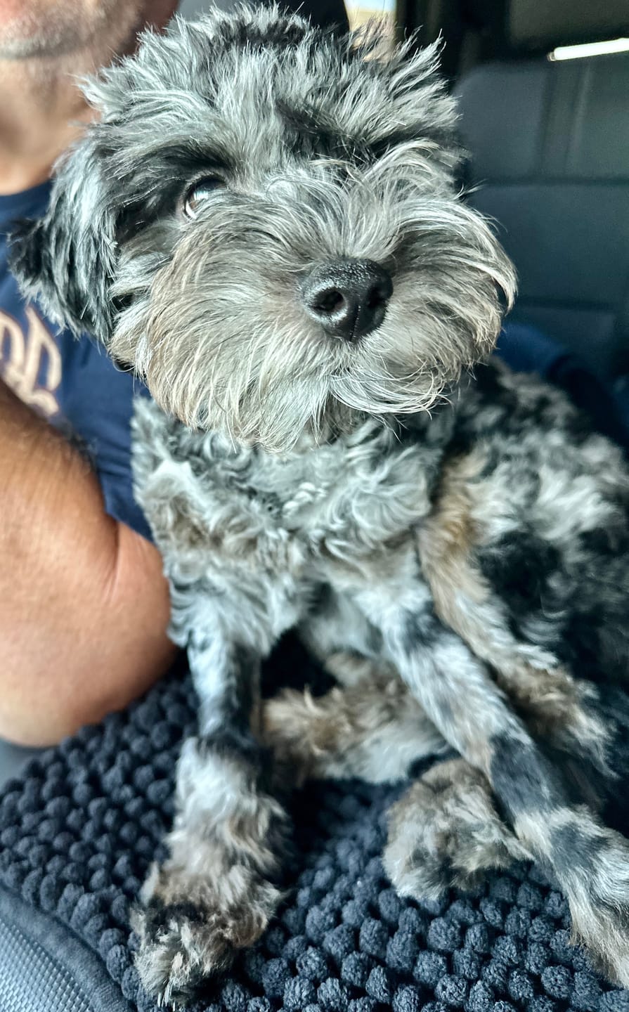 Customer photo review of Merle Doodle Heart T-Shirt