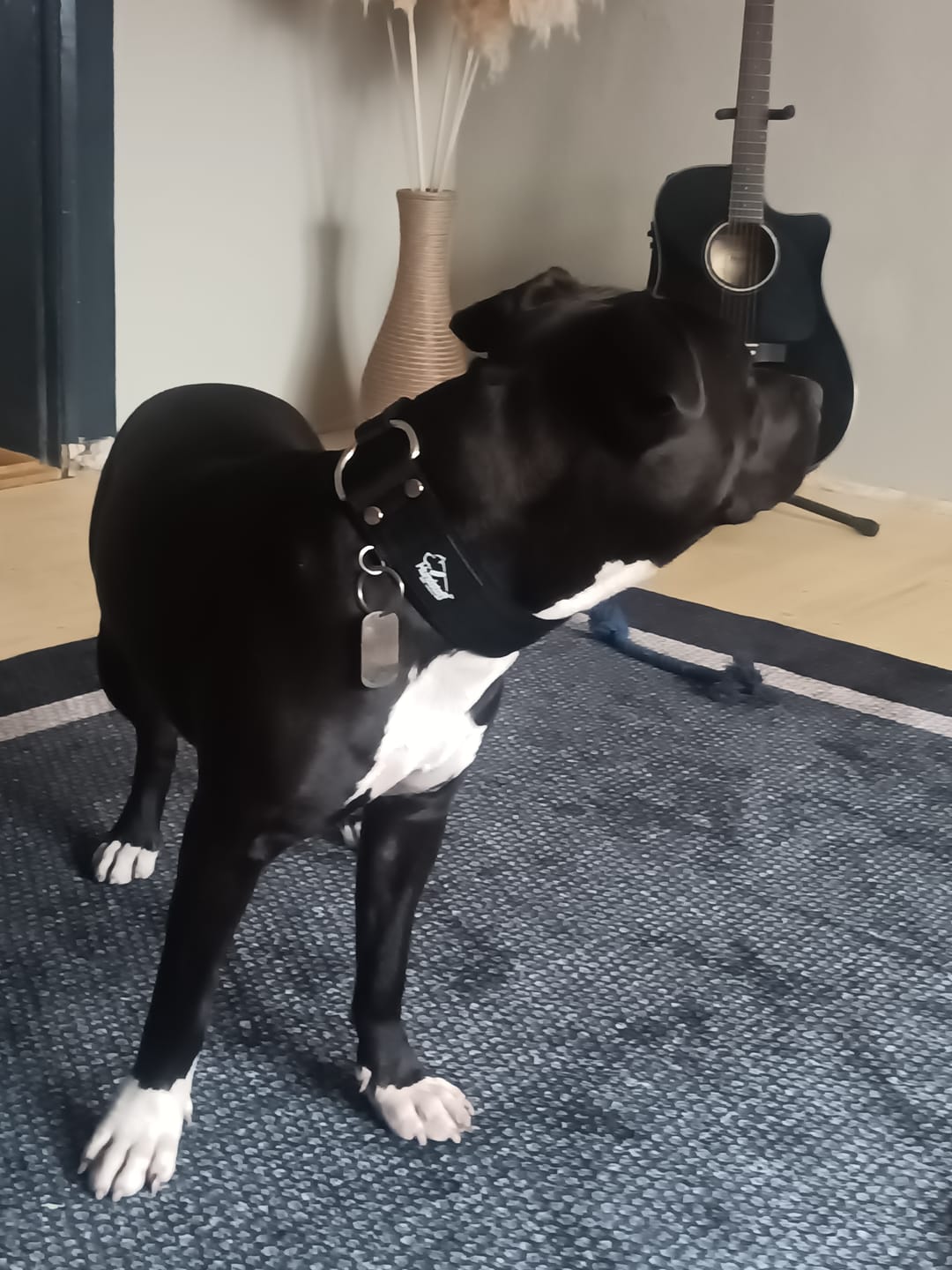 Customer photo review of Szeroka obroża półzaciskowa - Martingale Czarna