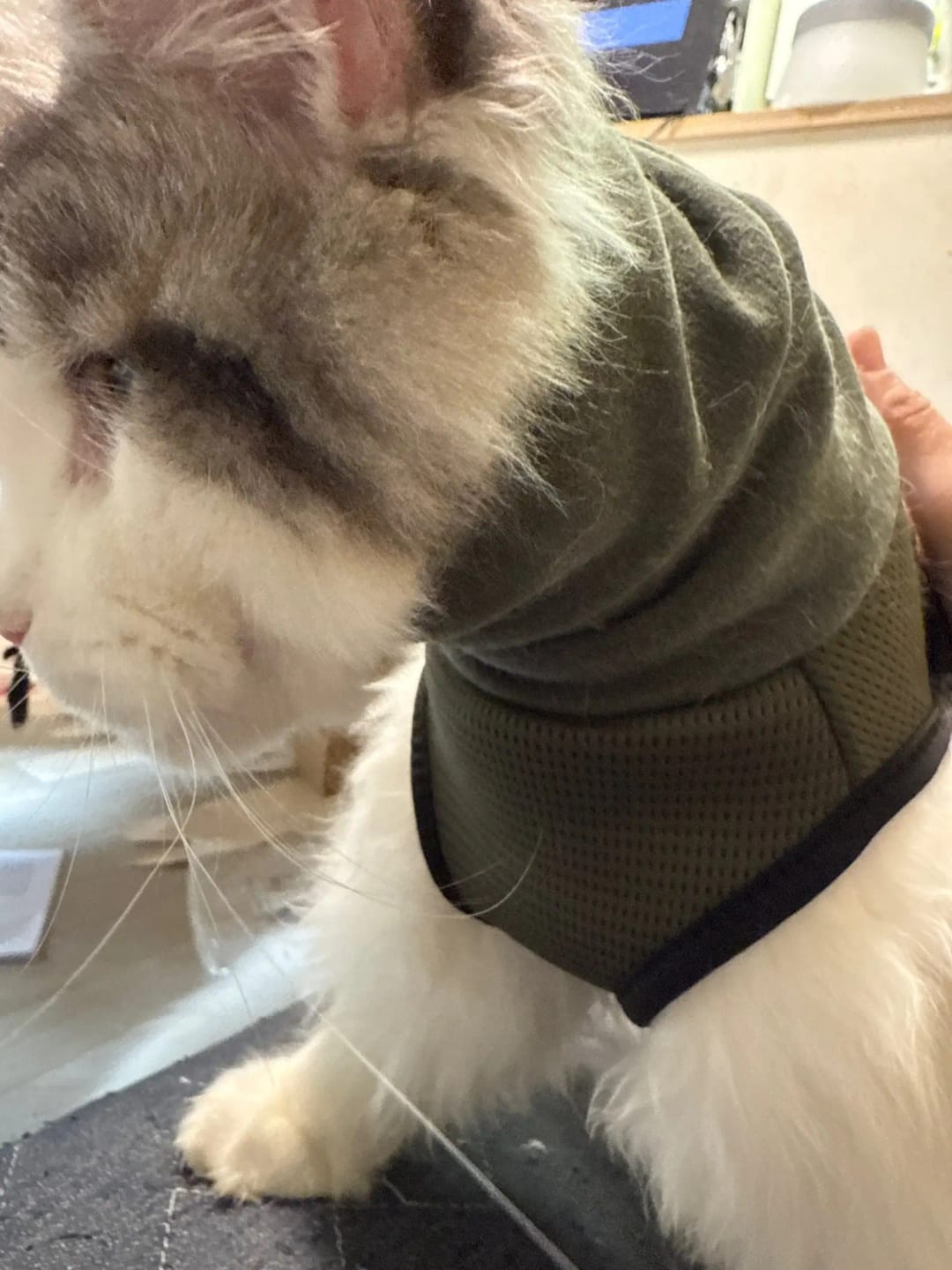 Customer photo review of CalmPaws — Anti Anxiety Calming Vest for Dogs