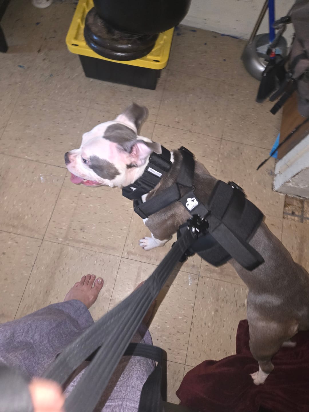 Customer photo review of No Pull Bully Proof Harness