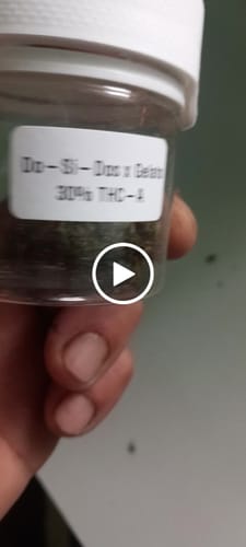 Customer video review of THC-A 30% Flower Do-Si-Dos x Gelato