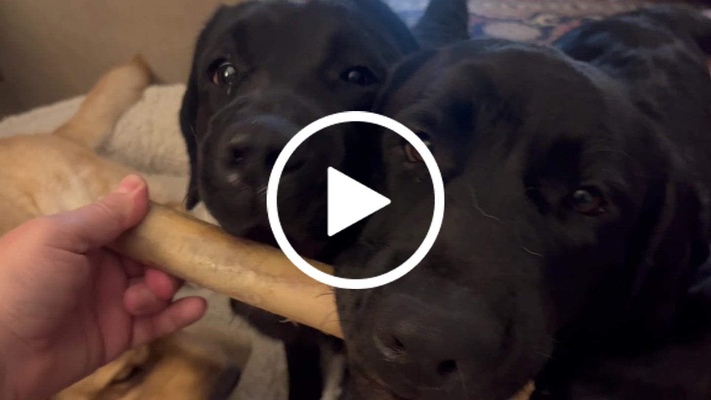Customer video review of Medium Ostrich Cane (10" x 3"): The Long-Lasting, Flavor-Packed Chew for Medium & Large Dogs