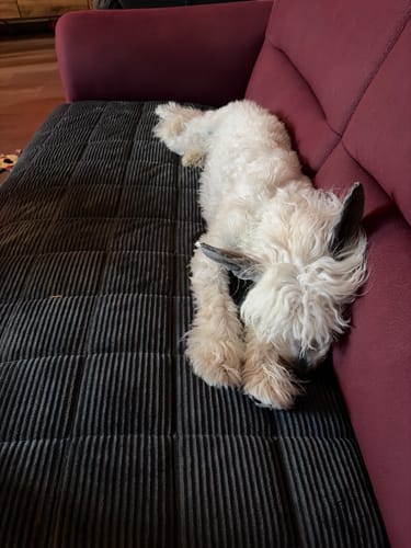 Customer photo review of Sofa Guard - Soft in Aktion