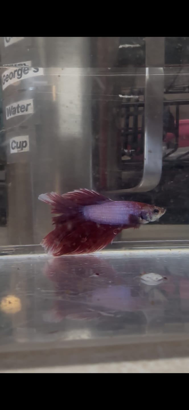 Customer photo review of Halfmoon Lavender Butterfly Betta fish (Male)