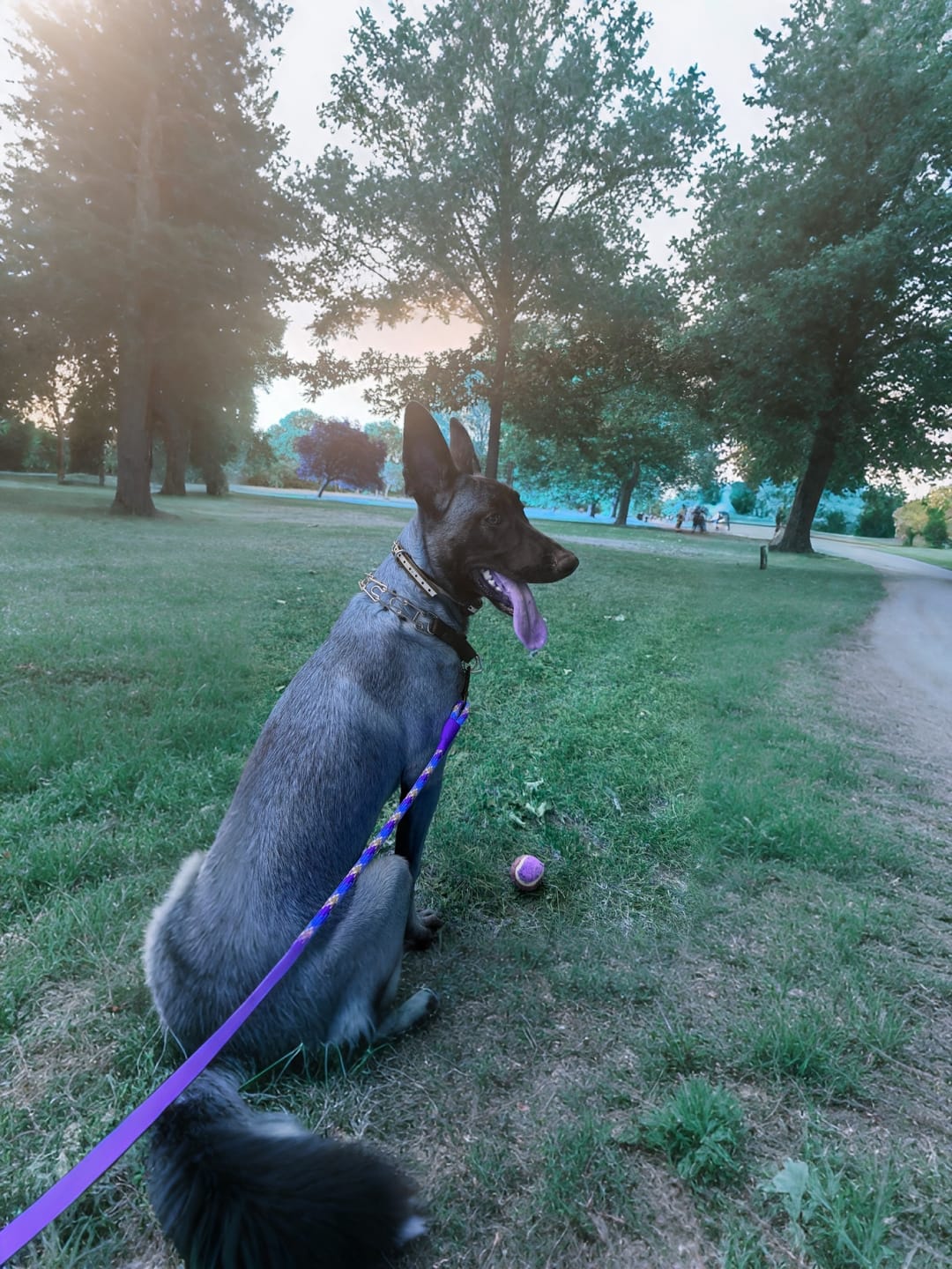 Customer photo review of 1000m Electric Dog Training Collar & Remote Control for Pet Training