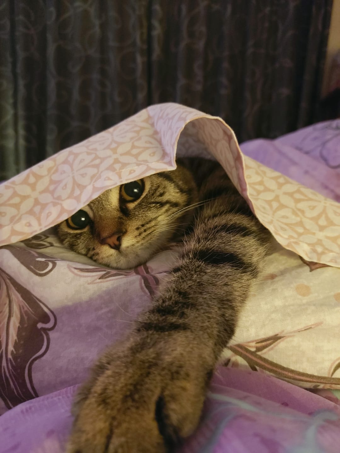 Customer photo review of Milpro Tablets for Large Cats >2kg