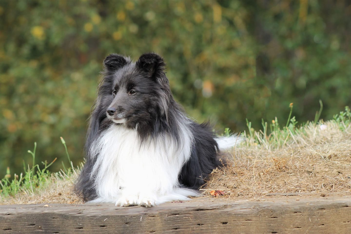 Customer photo review of Border Collie Silhouette Shirt
