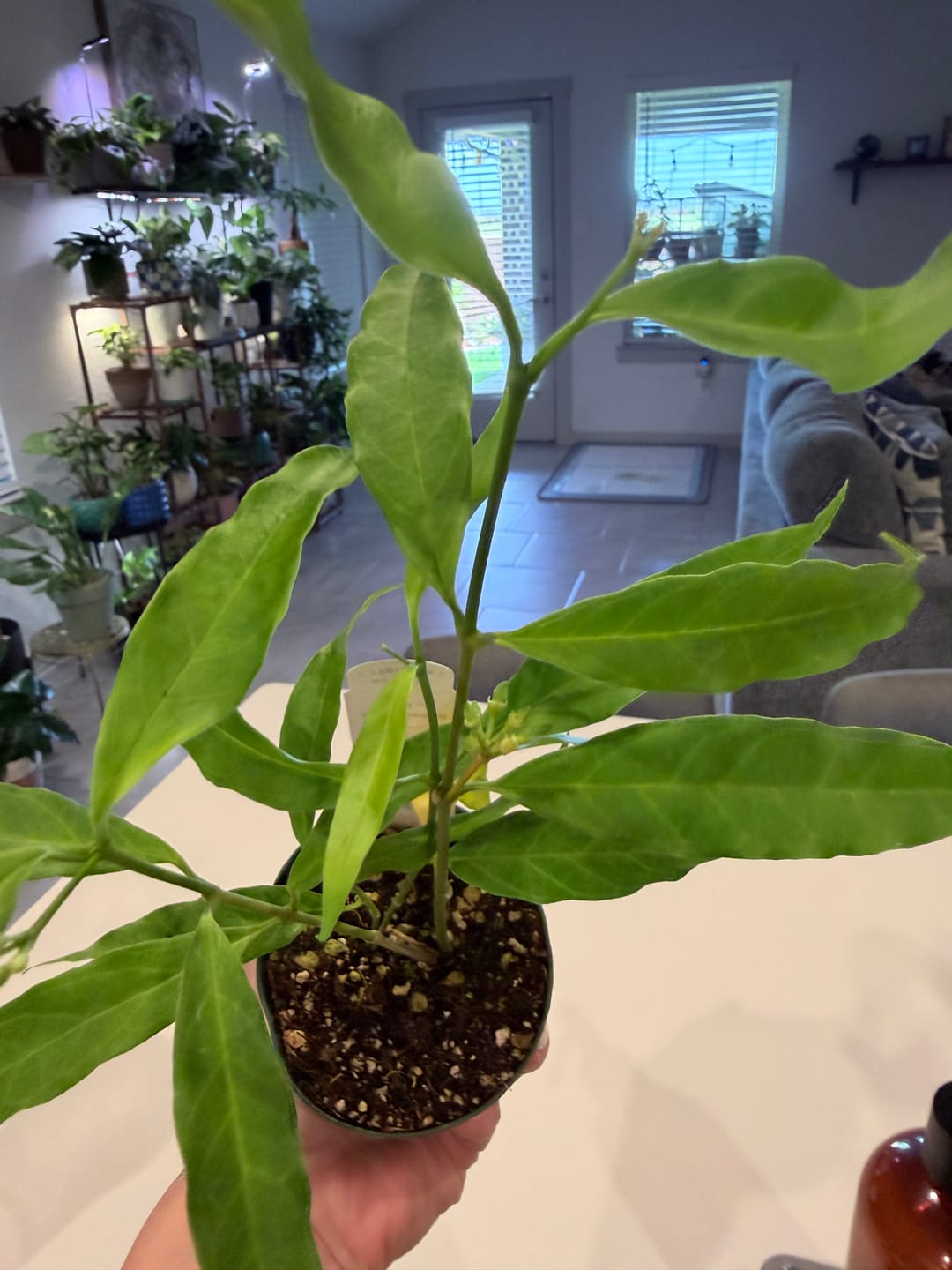 Customer photo review of Hoya papaschonii