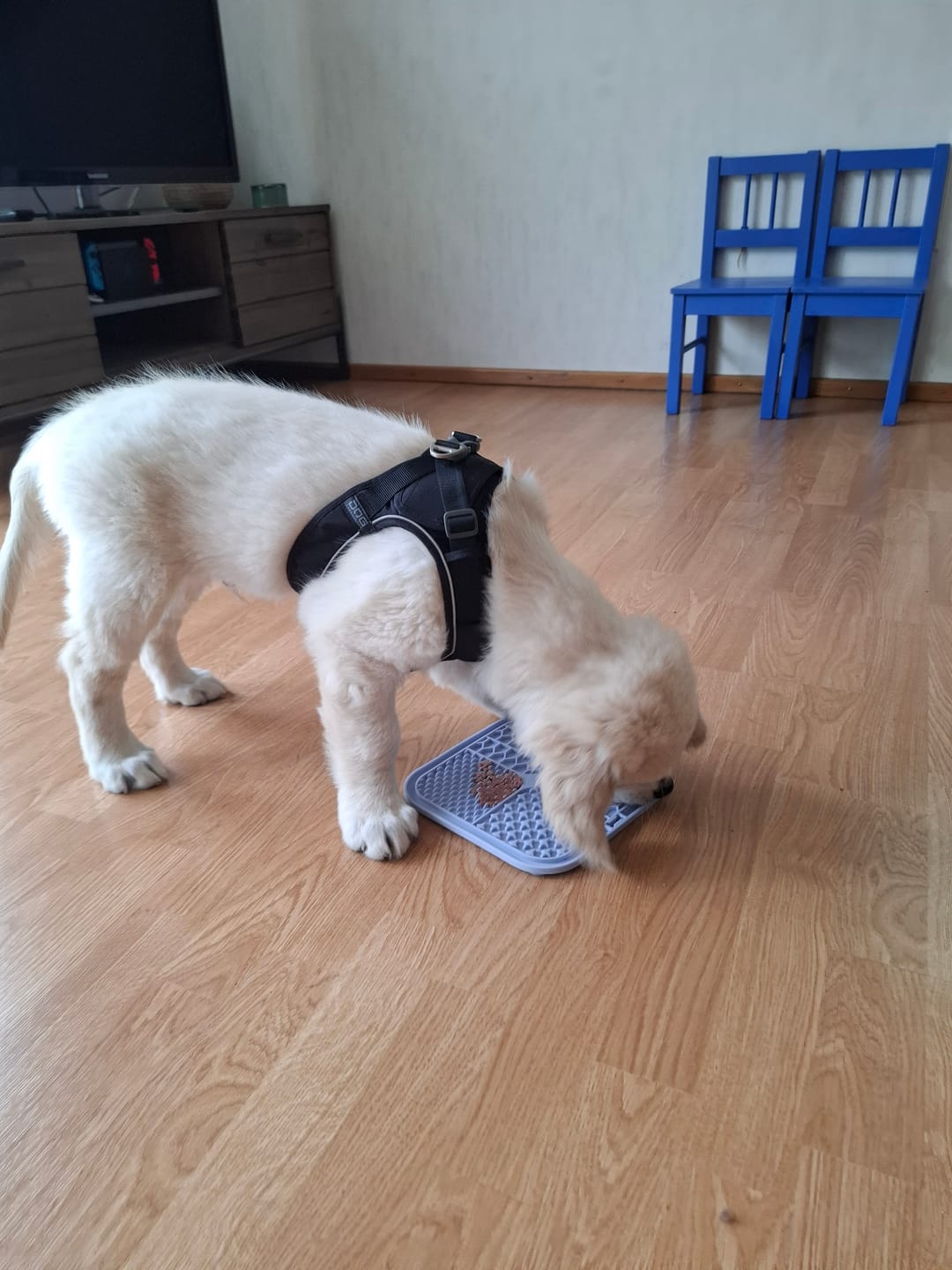 Customer photo review of Dog Copenhagen Comfort Walk Go™ hundesele Sort