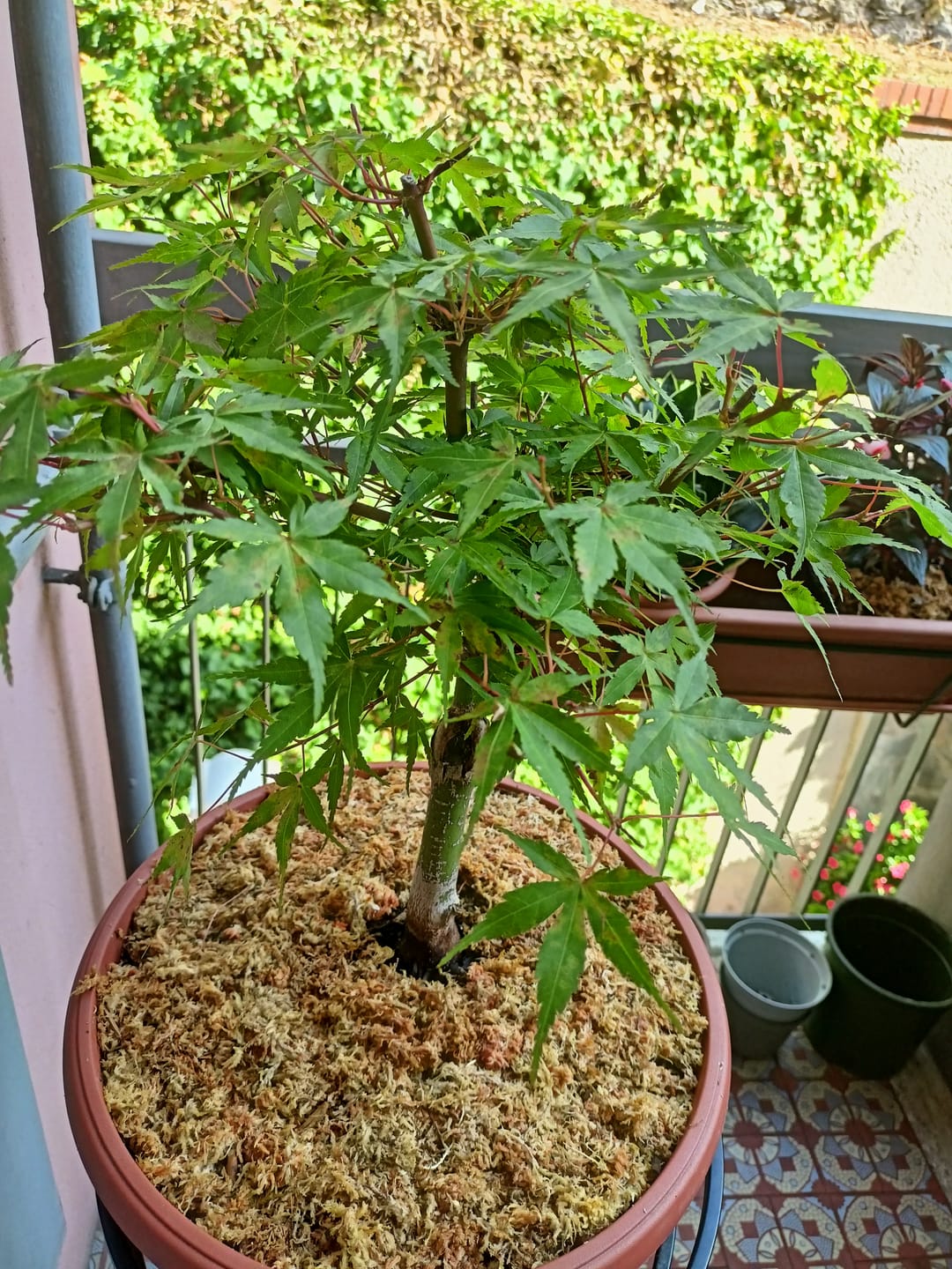 Customer photo review of NANOTEK CONCIME A BASE DI MICROELEMENTI E FERRO CHELATO BONSAI CB®