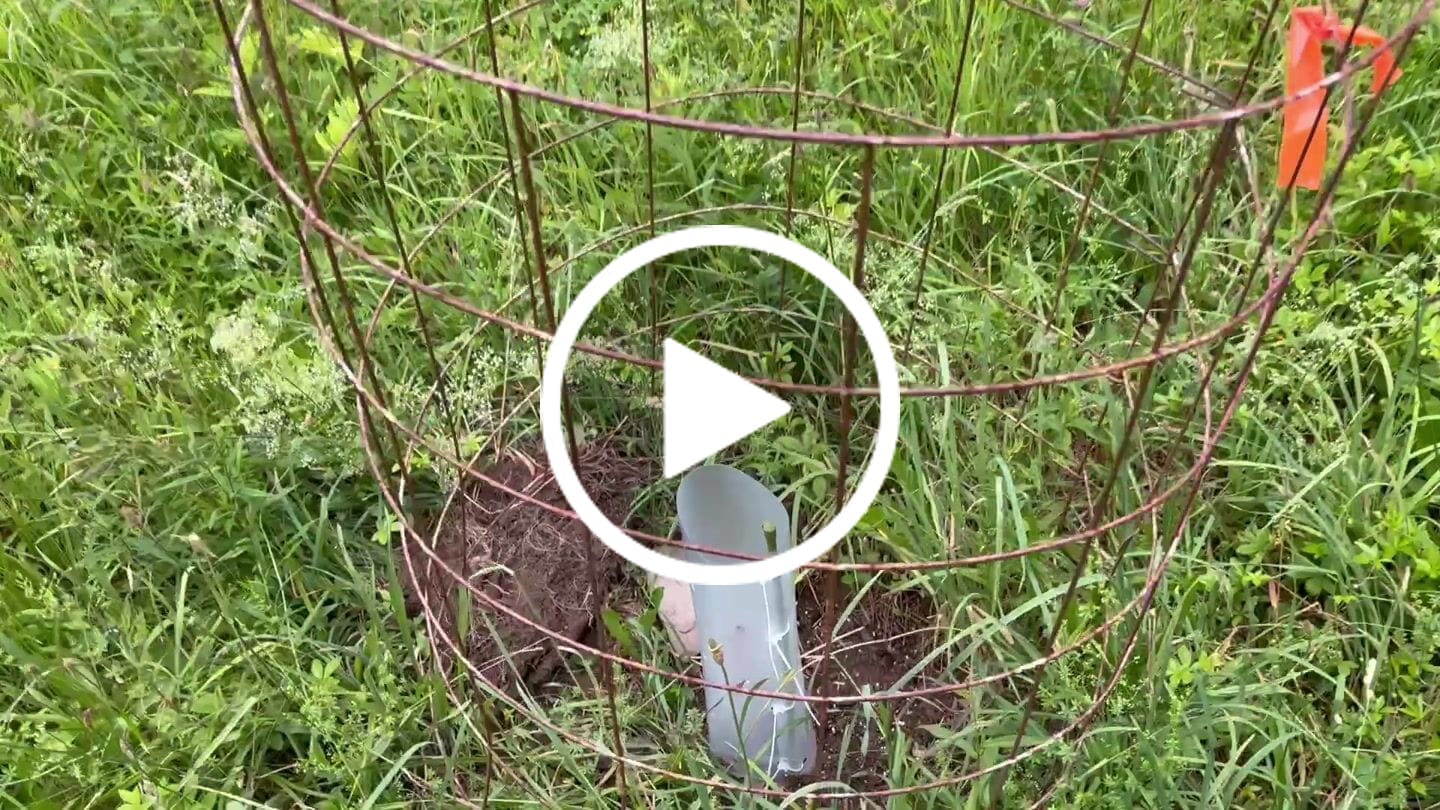 Customer video review of Hybrid Chestnut