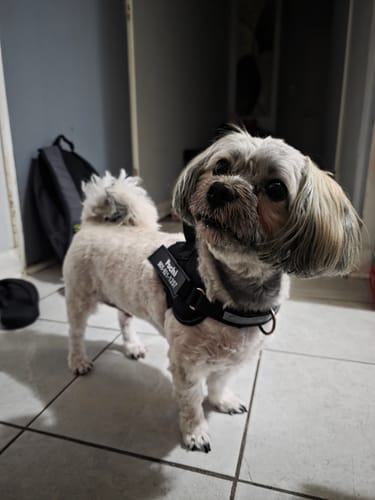 Customer's small dog, Pochi, standing comfortably in a black No Pull Harness.