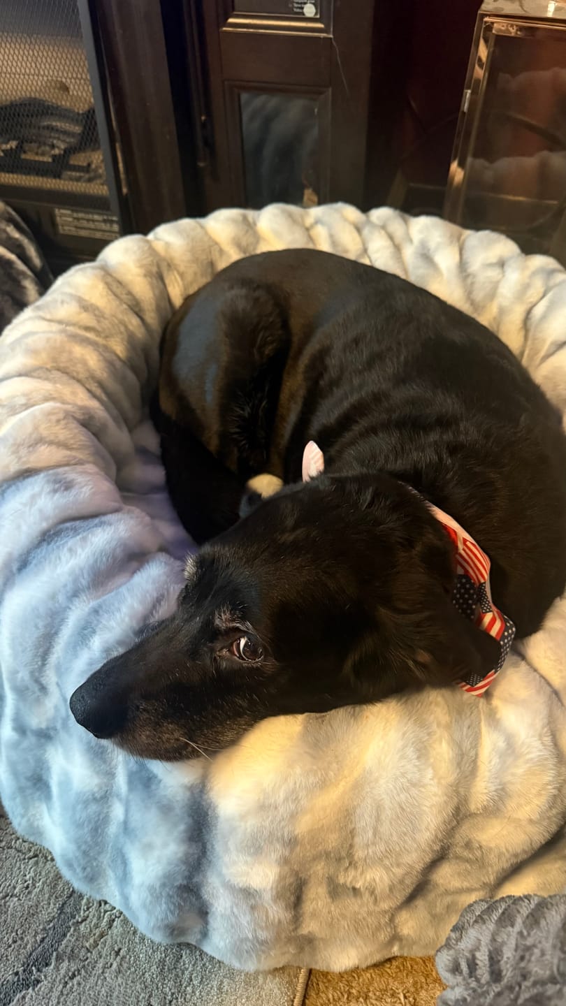 Customer photo review of Cloudy Day Blue Pet Bed