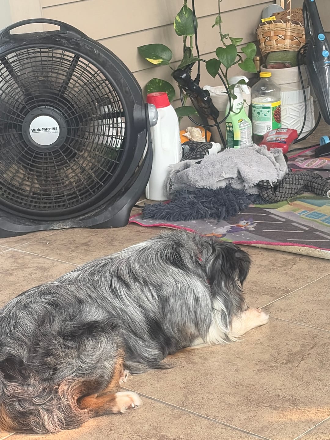 Customer photo review of The Original Fluffy Bean® Pet Bed