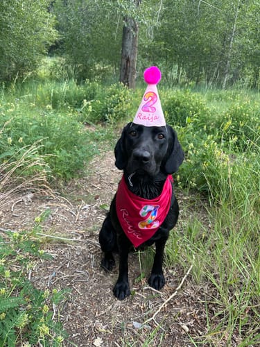 Customer photo review of Lite Personalized Dog Party Pack