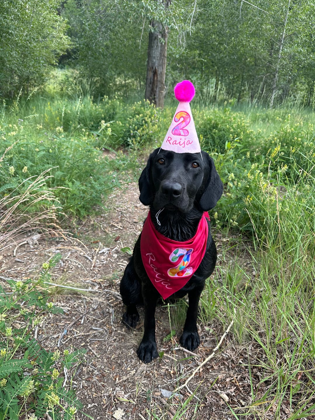 Customer photo review of Lite Personalized Dog Party Pack