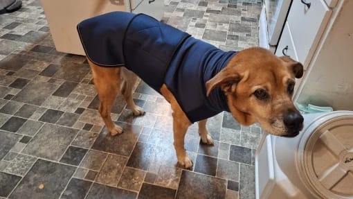 Customer photo review of CalmPaws — Anti Anxiety Calming Vest for Dogs