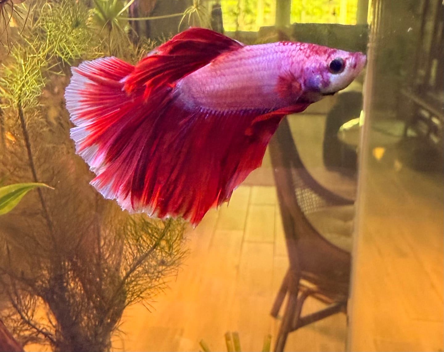 Customer photo review of Halfmoon Lavender Butterfly Betta fish (Male)