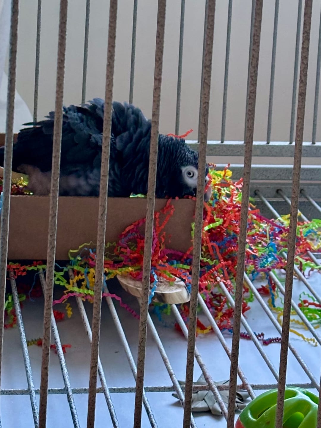 Customer photo review of Foraging Flat Bird Toy (BYOT) – Interactive Treat Hide & Shredding Tray for Parrots, Conures, Cockatiels