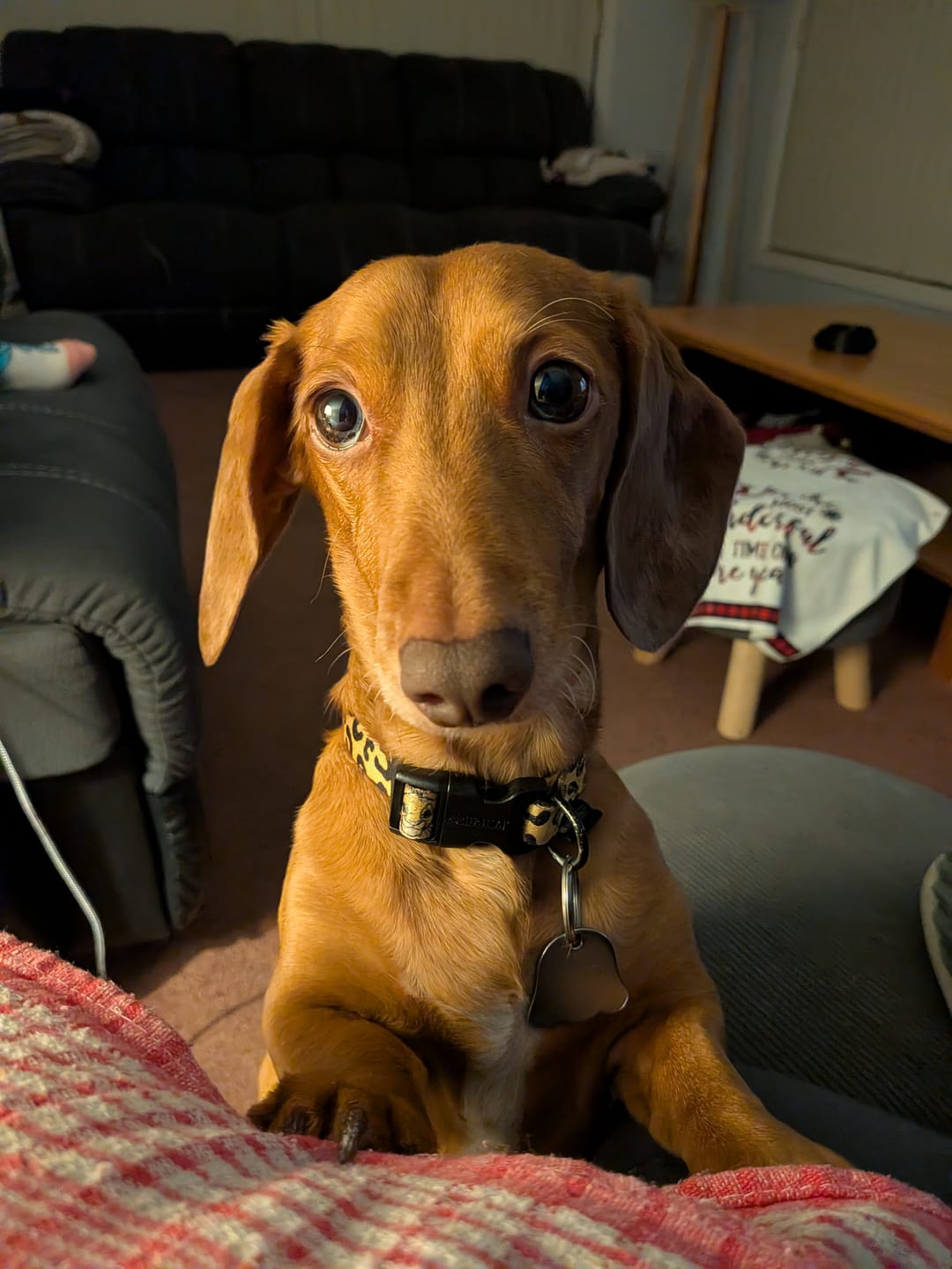 Customer photo review of Digestive-K9 Chews