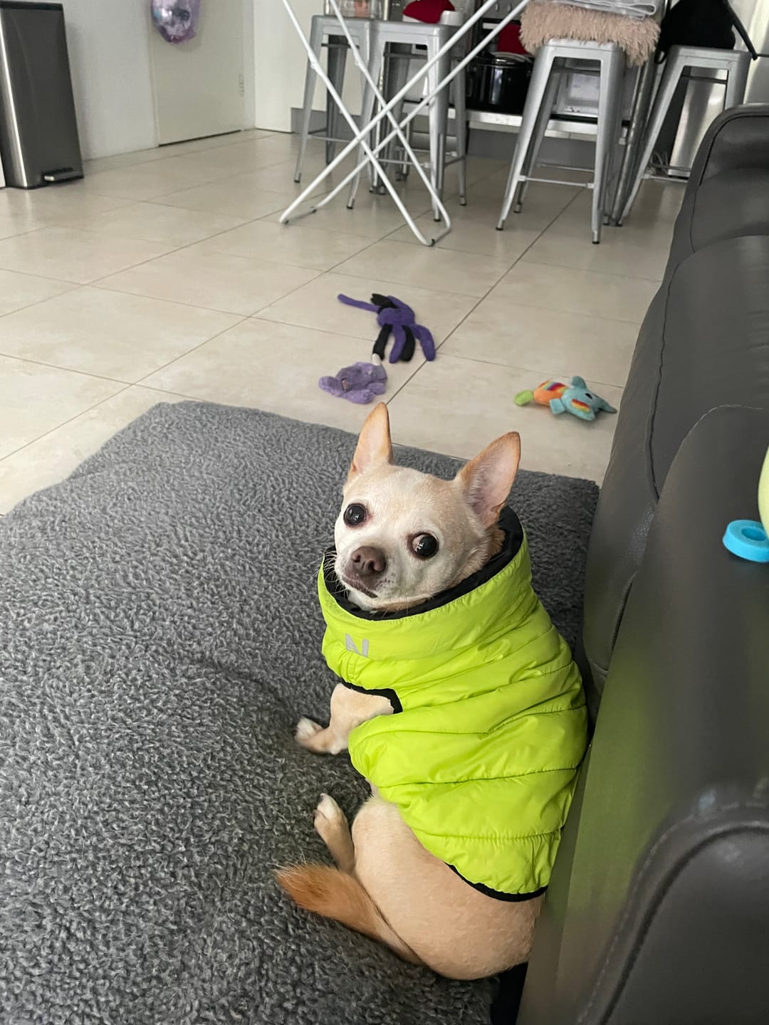 Customer photo review of Happy Tummy Dog Treats with Prebiotics 280g