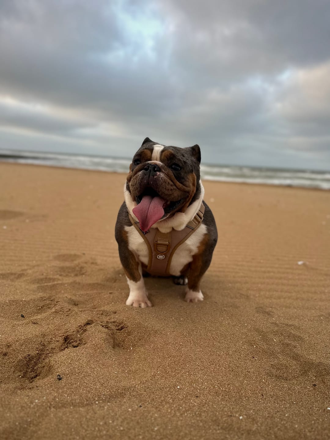 Customer photo review of Anti Pull Hurricane Harness Lighter | With Handle - Tan X Tan