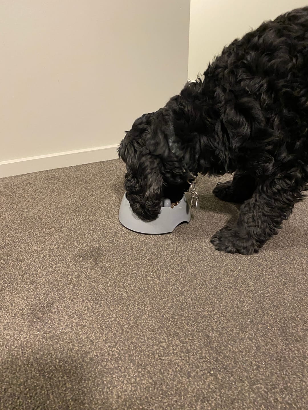 Customer photo review of Black Hawk Adult Original Lamb and Rice 20kg