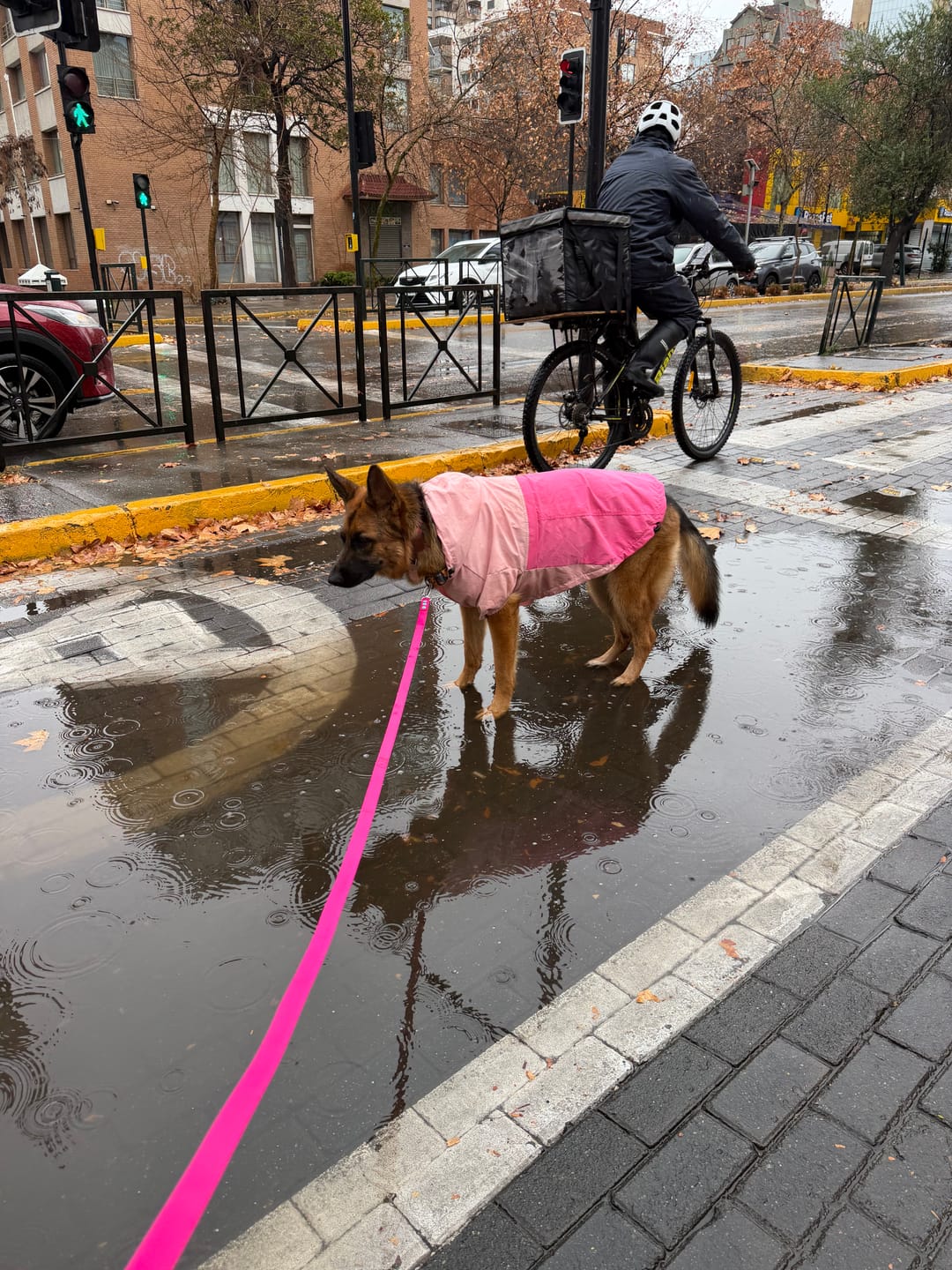 Customer photo review of Correa Larga para Perros - PVC | 3 mts | Pink