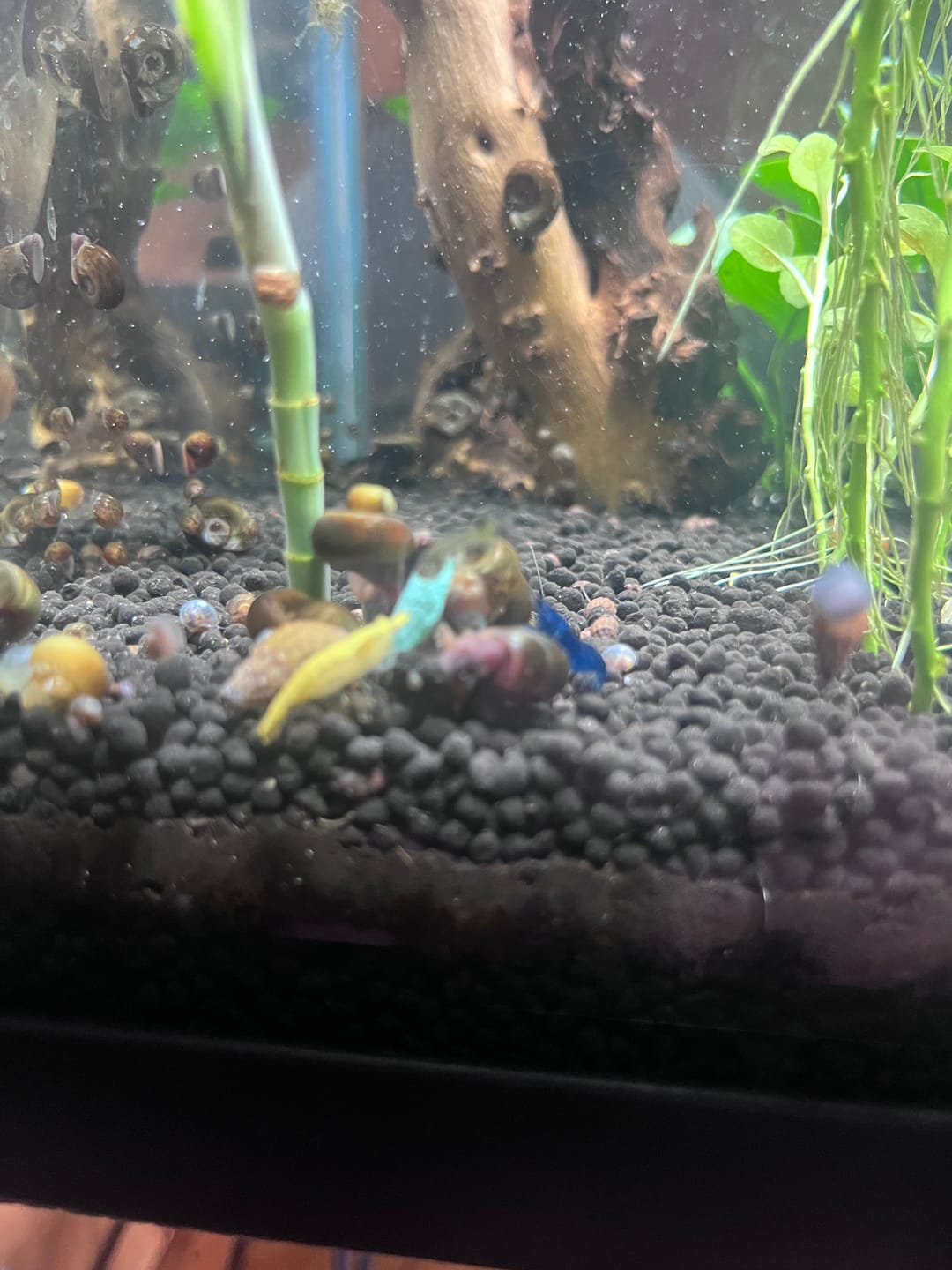 Customer photo review of Blue Dream Shrimp