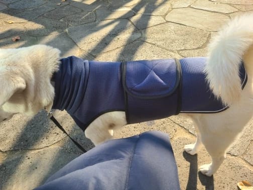 Customer photo review of CalmPaws — Anti Anxiety Calming Vest for Dogs