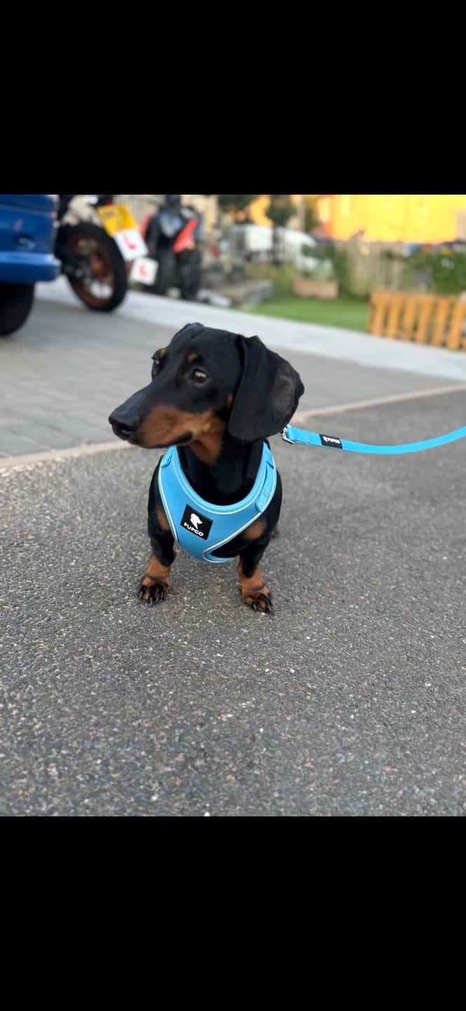 Customer photo review of Air-Lite Harness - Sky blue