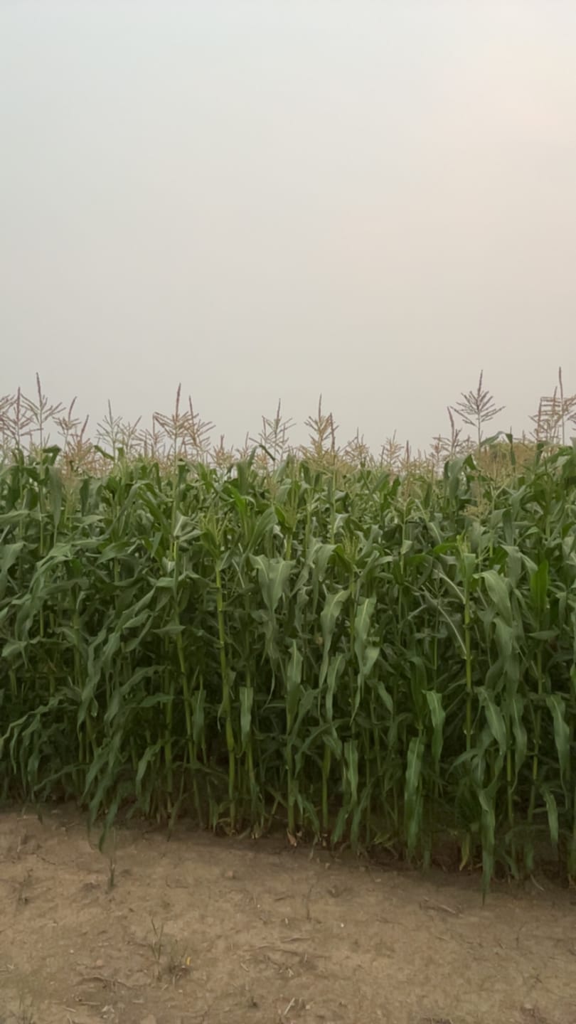 Customer photo review of Peaches & Cream Sweet Corn Seed