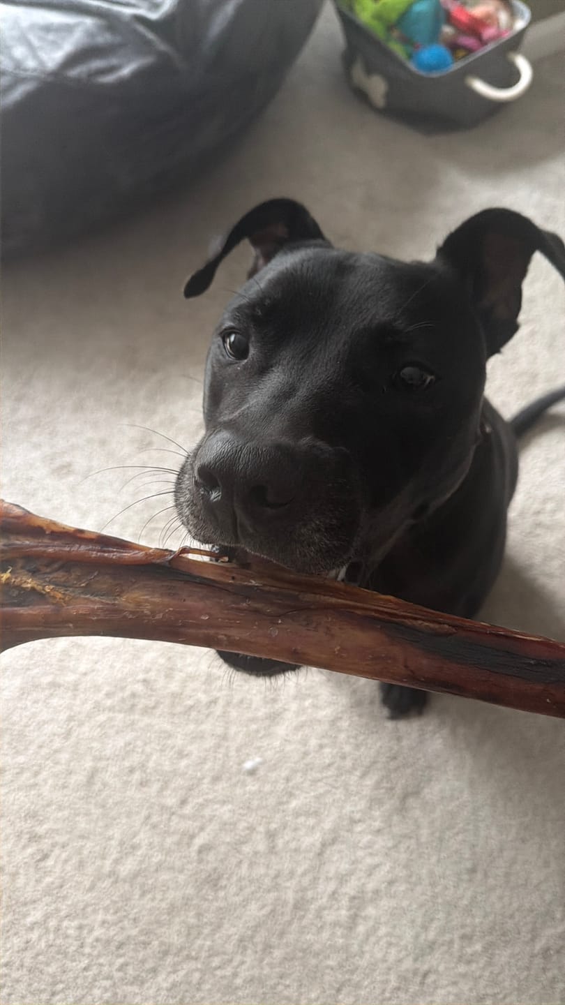 Customer photo review of Ostrich Long Bone (19" x 3.5"): The Ultimate Challenge for Medium, Large & Extra-Large Dogs