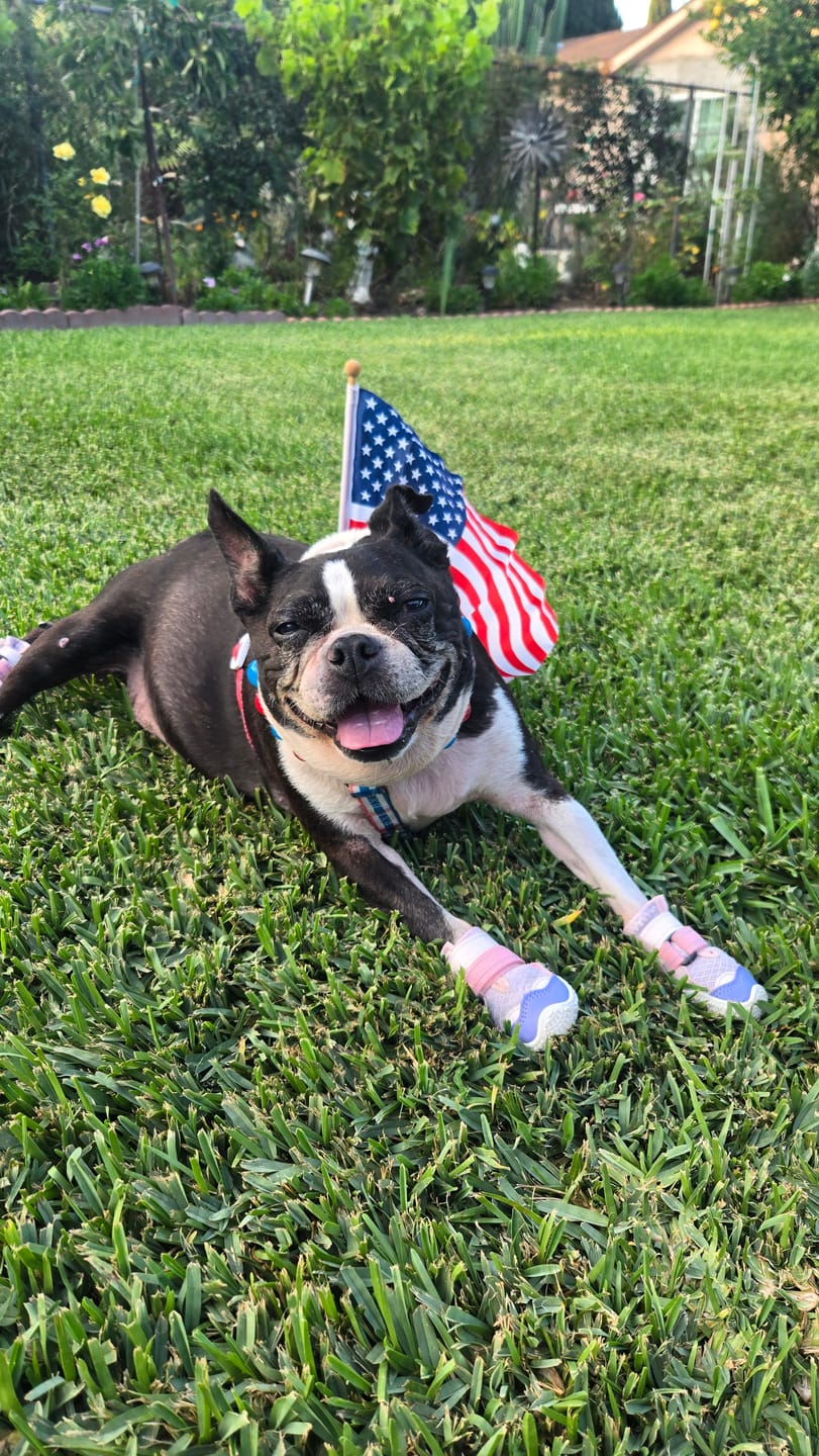 Customer photo review of CBD Pet Treats 100mg - Available in Multiple Flavors