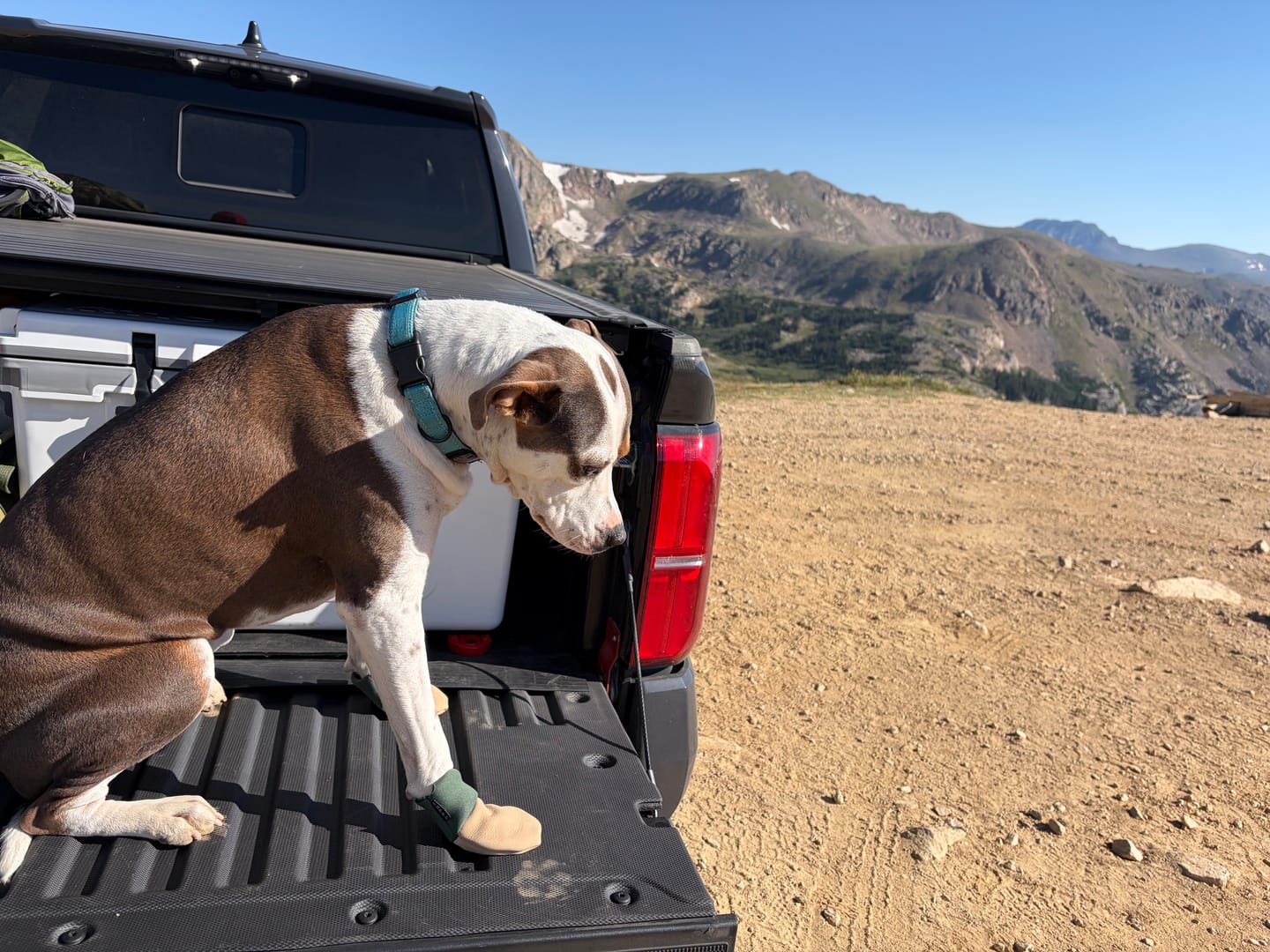 Customer photo review of All Weather Dog Booties - Doccasins - 1 pair