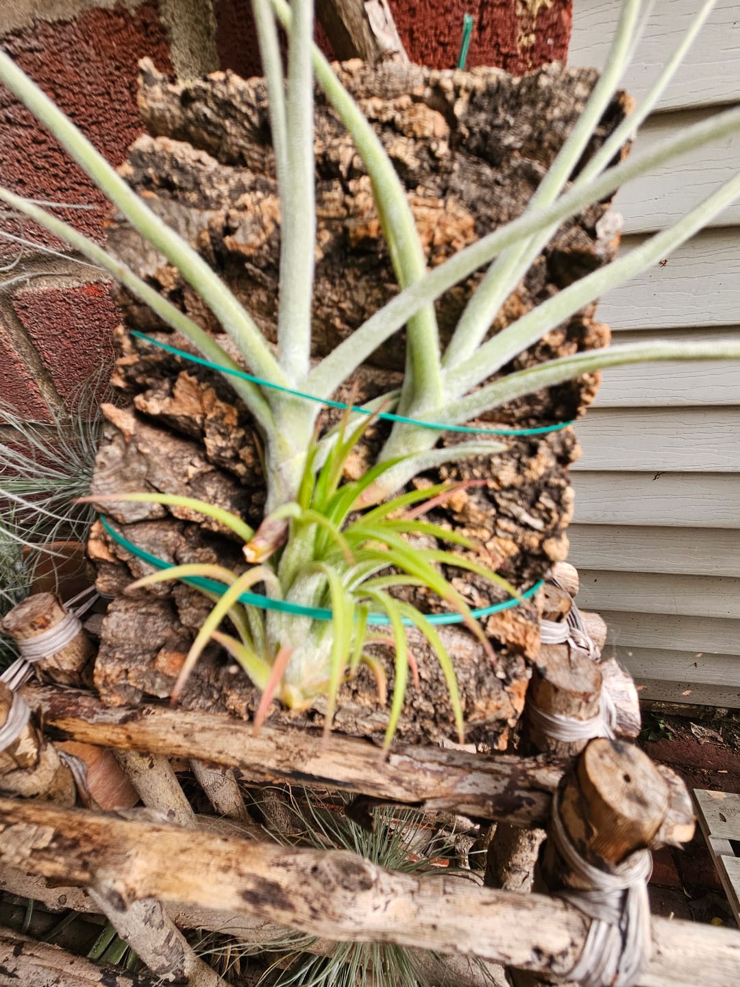 Customer photo review of Ionantha Variegata  Rare Ionantha Form *50% OFF*